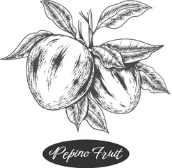 Pepino fruits branch retro engraving
