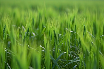 growing green wheat field detail view