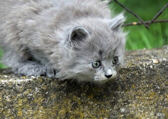 Naklejka na ściany i meble grey kitten playing
