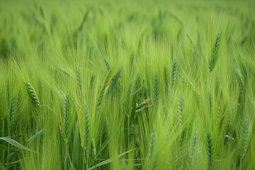 Fototapeta premium growing green wheat field detail view