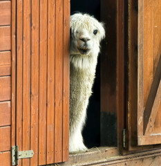 Welcome to the World: Alpaca on the Threshold of a Wooden Door