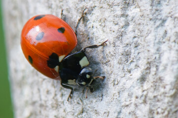 coccinelle - 7 points - coléoptère