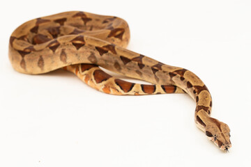 Obraz premium Salmon Boa Constrictor snake isolated on white background
