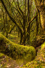 Tree moss the Canarian Monteverde in the Garajonay natural park on La Gomera, Canary Islands. Biosphere Reserve