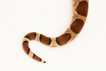 Fototapeta premium Salmon Boa Constrictor snake isolated on white background