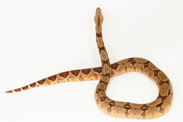 Fototapeta premium Salmon Boa Constrictor snake isolated on white background
