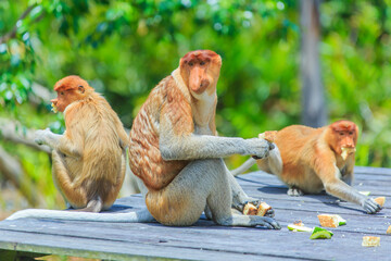 proboscis monkey or nasalis larvatus