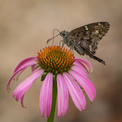 Dorantes Longtail, Thorybes dorantes