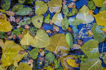 Autumn Leaves in Zoe Creek