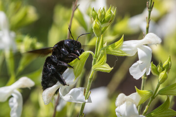 Valley Carpenter Bee, Xylocopa sonorina, female