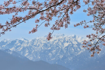 富山県朝日町の桜と北アルプス