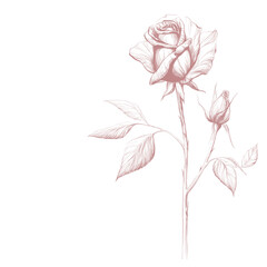 Ink rose illustration on a white background. Large format.
