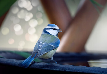 Faune de Provence, France, mésange bleue à l'abreuvoir © Gilles-Barattini
