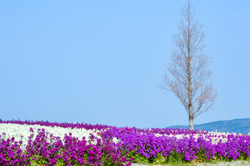 Naklejka premium 兵庫県立公園あわじ花さじきの風景