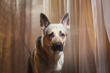 Dog German Shepherd inside of the bed room with a delicate interior with fabric curtains in the...