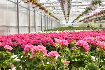 Large glass greenhouse with flowers.  Growing and selling flowers in a modern greenhouse. Flower arrangements in hanging pots in a flower greenhouse