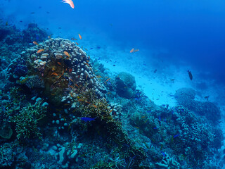 Hard coral, tropical fish and white sandy bottom in Zamami