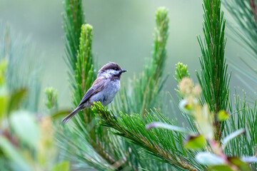 A chestnut-backed chickadee perched on a pine tree in Cambria, California. © Matthew