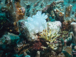 Gymnodoris sp - nudibranch in Kerama