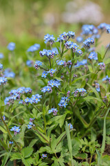 Blooming forget-me-not plant (Genus Mysotis).