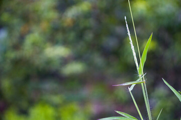 grass in the morning