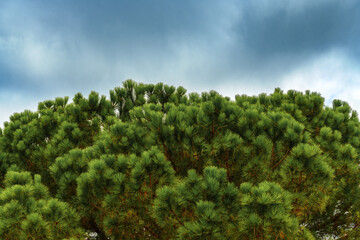 Pine wood treetop in park against dramatic stormy sky