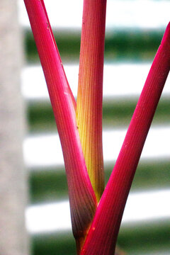 Red knur of tree