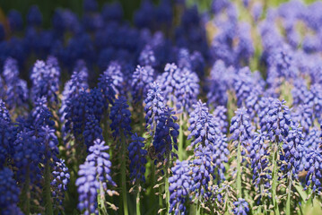 Grape Hyacinth flower also known as Muscari plant. Flower garden in springtime - 602637062