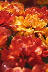 Peony tulip flower of bright yellow, orange and red color - 602637073