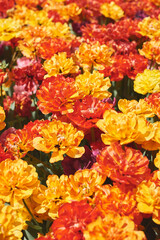 Background with blooming peony tulips of yellow and red colors. Springtime. Garden with flowers in a sunny day - 602637074