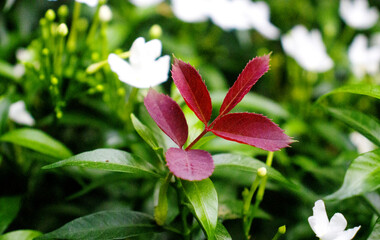 red and white leaves