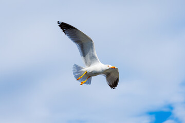 soaring seagull flying in the sky