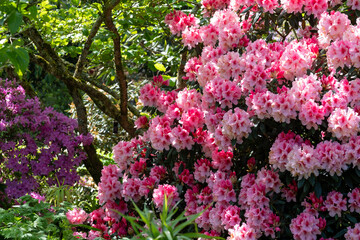 Stunning rhododendron bush, with pink flowers bursting into colour in spring. Photographed in late spring at Wisley garden, Surrey UK