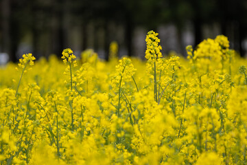 Obraz premium 菜の花