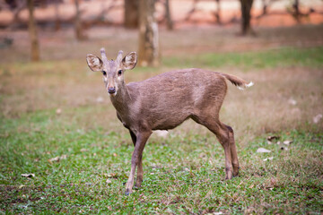 Deer in zoo , Looking Deer , Curios Deer