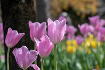 花（チューリップ）と自然をテーマにしたコピースペースがある背景素材