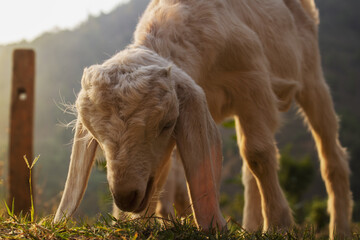 Beautiful picture of a baby goat [kid] grazing on a hill and a gorgeous sunset behind the kid