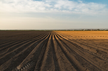 Furrows in a freshly sown field. Spring field work.