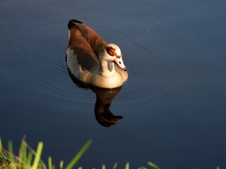 Egyptian goose with it's reflection in the water.