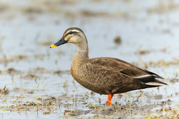 微かな小雨が降る中のカルガモ