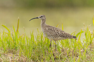 天敵を警戒するチュウシャクシギ