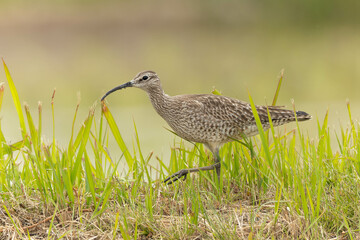 そそくさと立ち去るチュウシャクシギ
