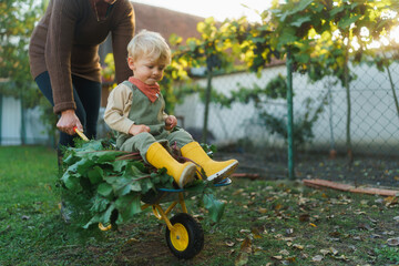 Little boy sitting at wheelbarrow with harvest vegetable, having fun. - obrazy, fototapety, plakaty