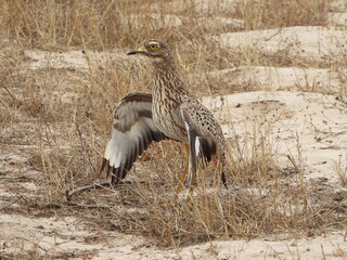 Cape thick-knee or otherwise know as a Dikkop in defensive mode.