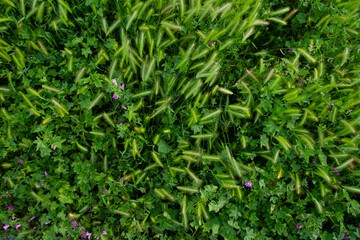 Green spikelets and grass. top view