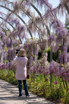 Woman with obscured face photographs wisteria tunnel at Wisley garden, Surrey UK. Purple headed allium flowers grow on tall stems beneath the purple and lilac colour wisteria flowers.