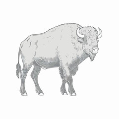 sticker Buffalo white outline. flat vector illustration