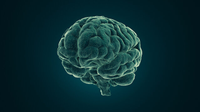 Medical image of the human brain