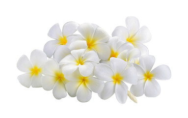 Fototapeta na wymiar frangipani flower on transparent png