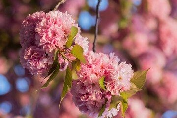 Flowering branch of sakura tree. Pink sakura flowers close-up on a sunny spring day. - 602647458